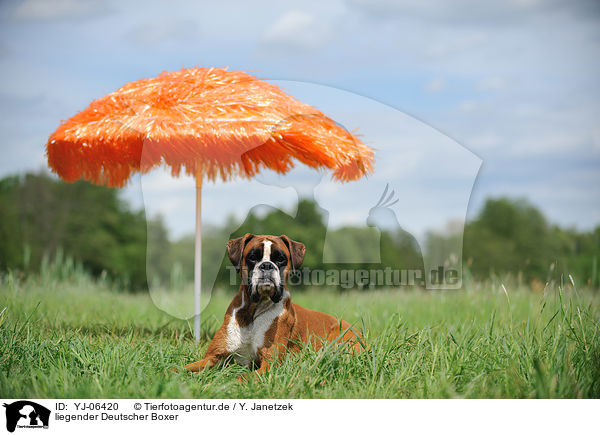 liegender Deutscher Boxer / lying German Boxer / YJ-06420
