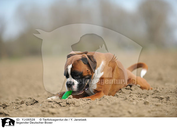 liegender Deutscher Boxer / lying German Boxer / YJ-06528
