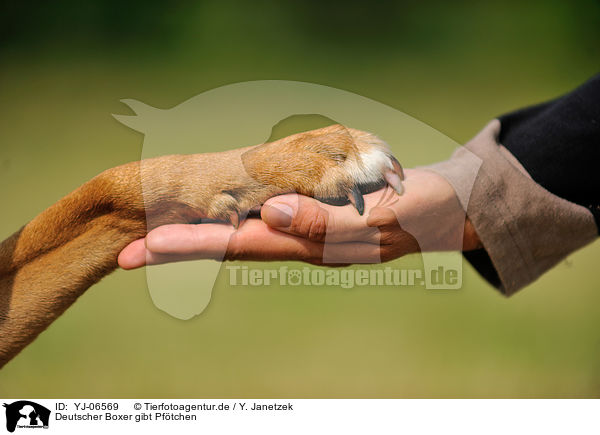 Deutscher Boxer gibt Pftchen / German Boxer gives paw / YJ-06569