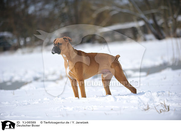 Deutscher Boxer / German Boxer / YJ-06589