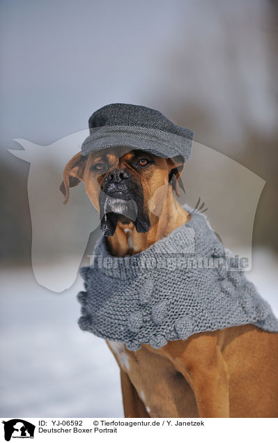 Deutscher Boxer Portrait / YJ-06592