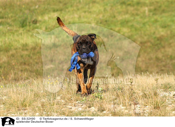 spielender Deutscher Boxer / playing German Boxer / SS-32490