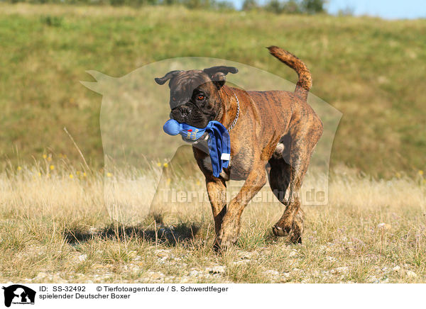 spielender Deutscher Boxer / playing German Boxer / SS-32492
