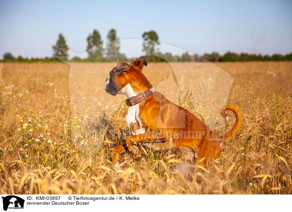 rennender Deutscher Boxer / running German Boxer / KMI-03897