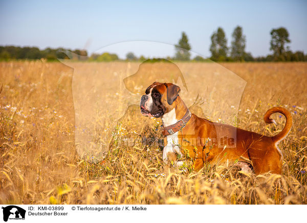 Deutscher Boxer / German Boxer / KMI-03899