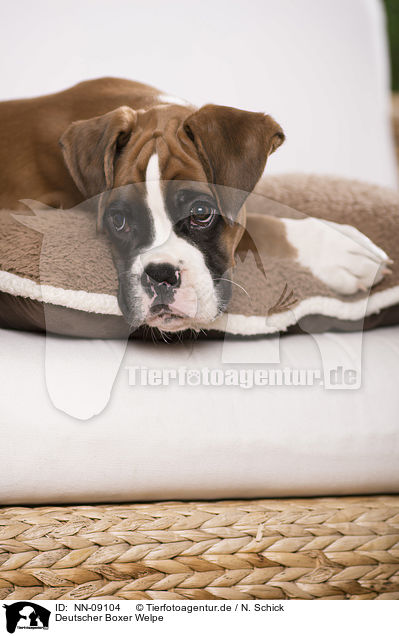 Deutscher Boxer Welpe / German Boxer Puppy / NN-09104