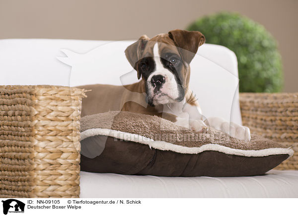 Deutscher Boxer Welpe / German Boxer Puppy / NN-09105