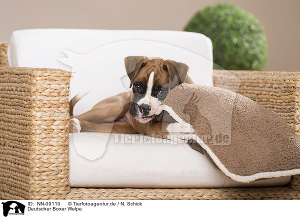 Deutscher Boxer Welpe / German Boxer Puppy / NN-09110