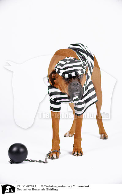 Deutscher Boxer als Strfling / German Boxer as prisoner / YJ-07641