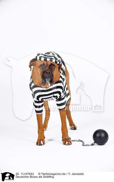 Deutscher Boxer als Strfling / German Boxer as prisoner / YJ-07642