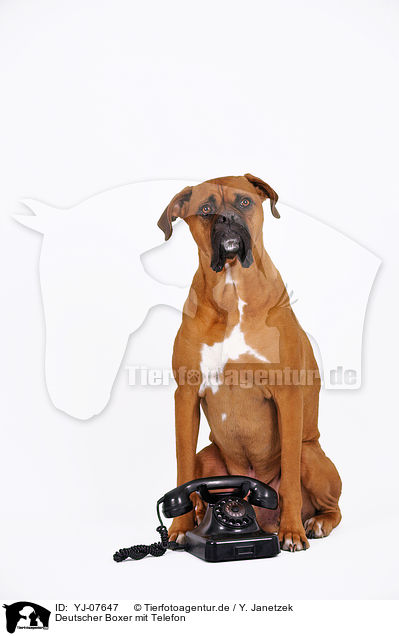 Deutscher Boxer mit Telefon / YJ-07647