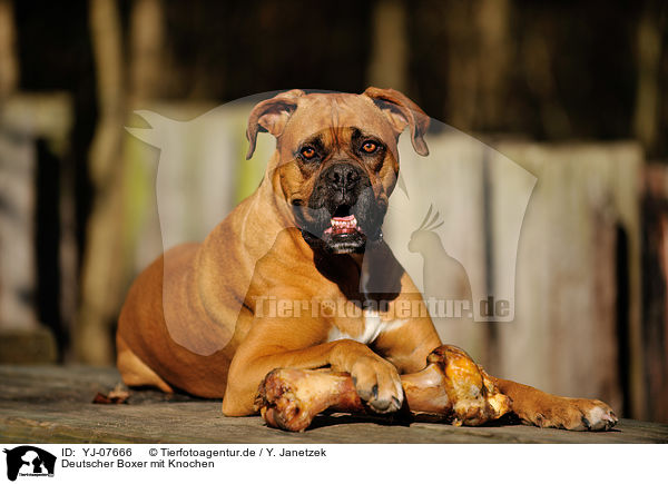 Deutscher Boxer mit Knochen / German Boxer with bone / YJ-07666