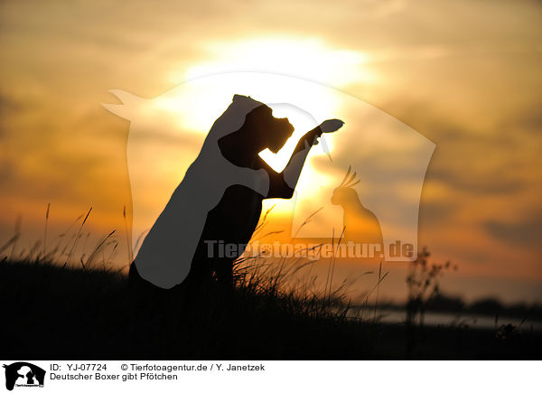 Deutscher Boxer gibt Pf�tchen / German Boxer gives paw / YJ-07724