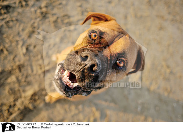 Deutscher Boxer Portrait / YJ-07727