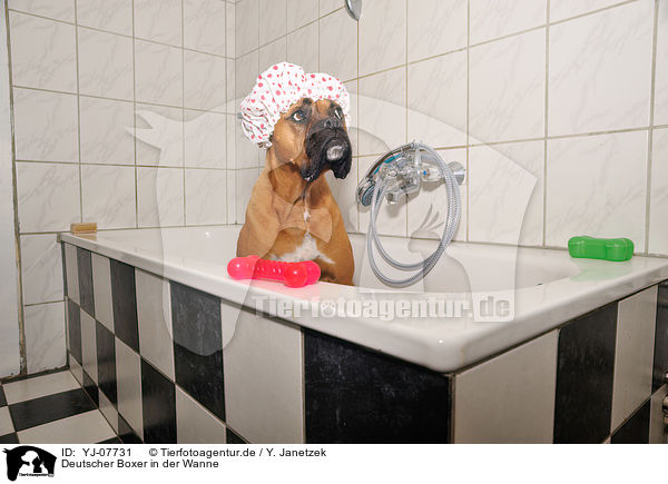 Deutscher Boxer in der Wanne / German Boxer in bathtub / YJ-07731