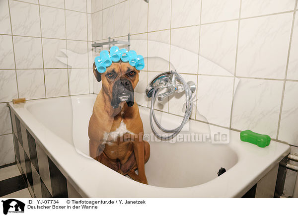 Deutscher Boxer in der Wanne / YJ-07734