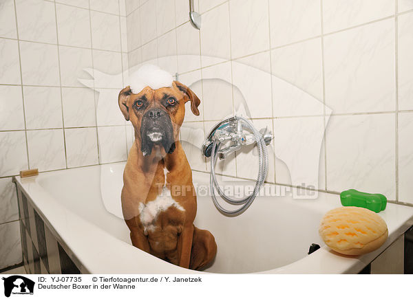 Deutscher Boxer in der Wanne / German Boxer in bathtub / YJ-07735