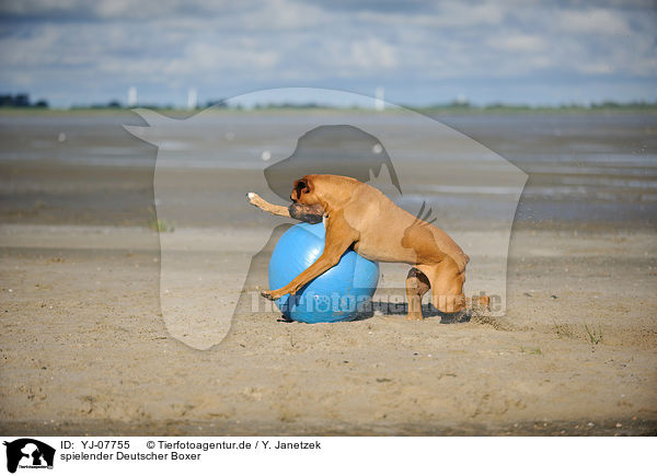 spielender Deutscher Boxer / playing German Boxer / YJ-07755