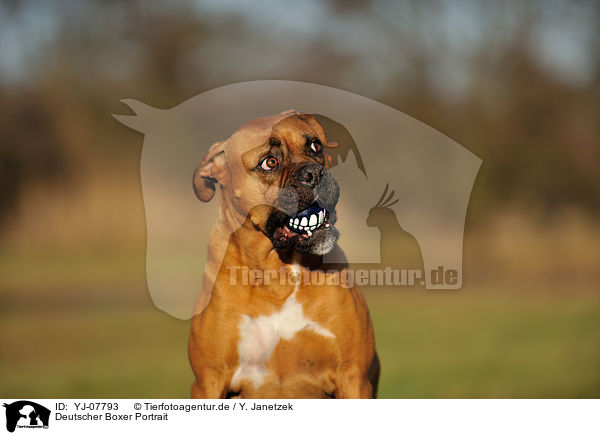 Deutscher Boxer Portrait / German Boxer Portrait / YJ-07793