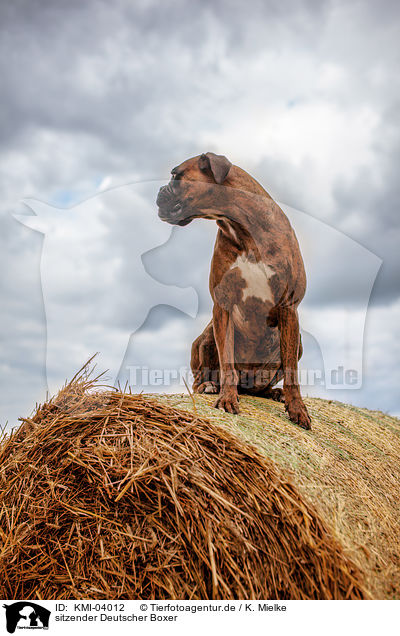 sitzender Deutscher Boxer / sitting German Boxer / KMI-04012