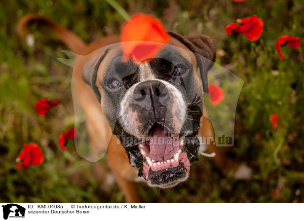 sitzender Deutscher Boxer / KMI-04085