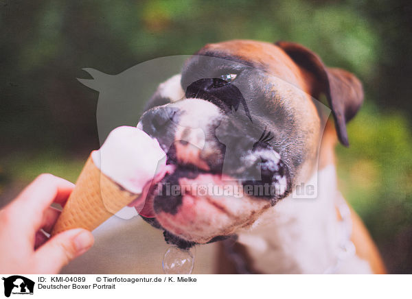 Deutscher Boxer Portrait / German Boxer Portrait / KMI-04089