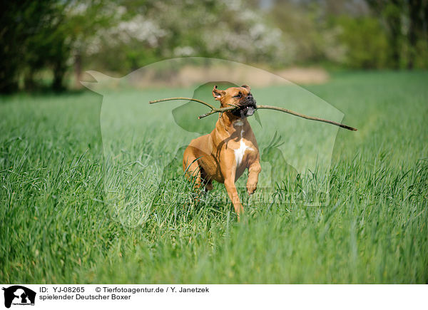 spielender Deutscher Boxer / playing German Boxer / YJ-08265