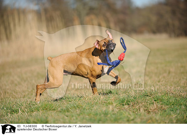 spielender Deutscher Boxer / playing German Boxer / YJ-08300