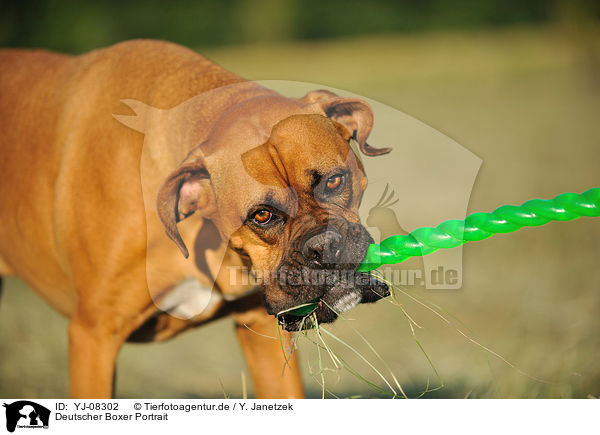 Deutscher Boxer Portrait / German Boxer Portrait / YJ-08302