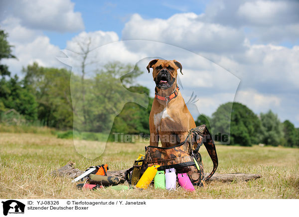 sitzender Deutscher Boxer / sitting German Boxer / YJ-08326