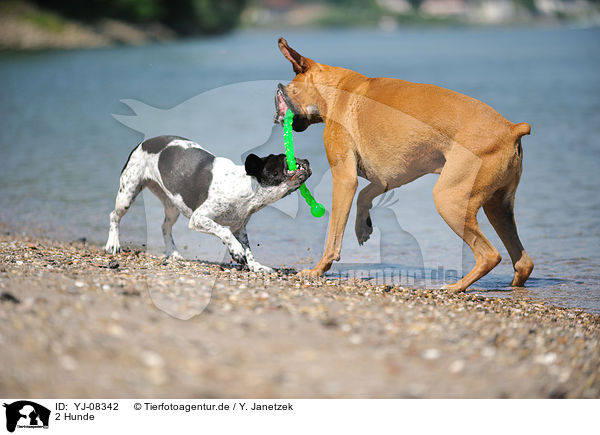 2 Hunde / 2 dogs / YJ-08342
