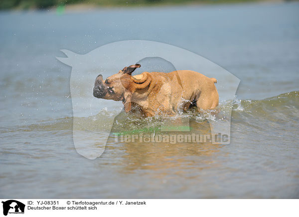 Deutscher Boxer sch�ttelt sich / shaking German Boxer / YJ-08351