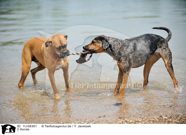 2 Hunde / 2 dogs / YJ-08361
