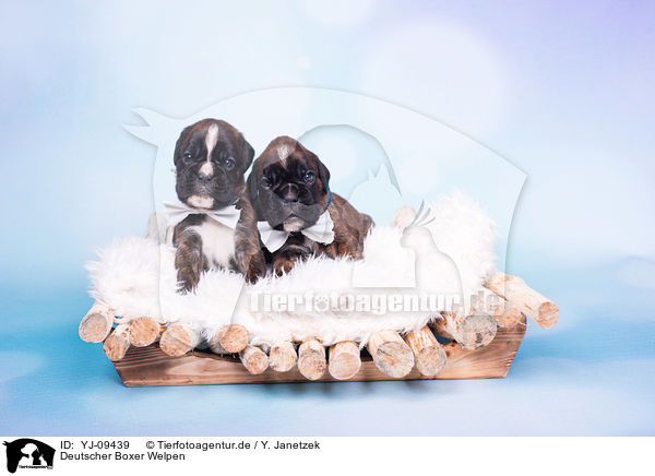 Deutscher Boxer Welpen / YJ-09439
