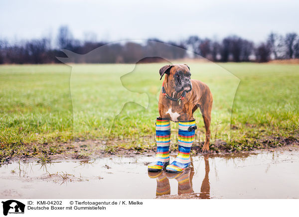 Deutsche Boxer mit Gummistiefeln / KMI-04202