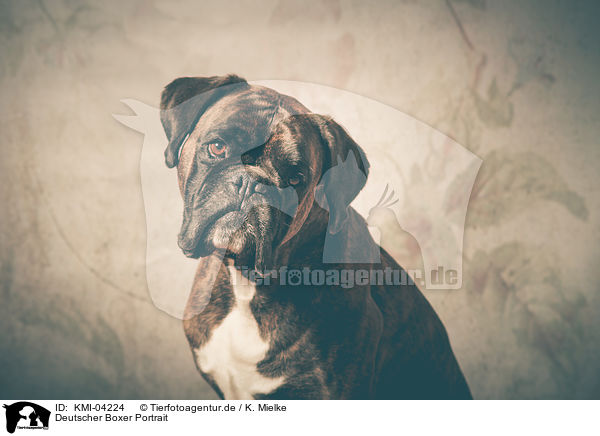 Deutscher Boxer Portrait / KMI-04224