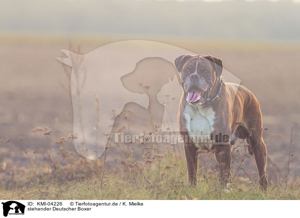 stehender Deutscher Boxer / KMI-04226