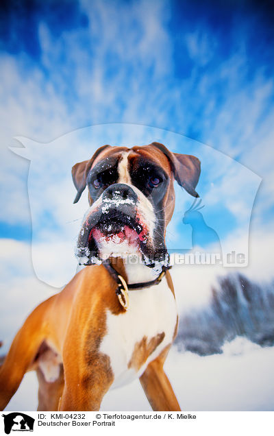 Deutscher Boxer Portrait / KMI-04232