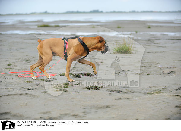 laufender Deutscher Boxer / walking German Boxer / YJ-10285