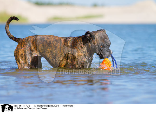spielender Deutscher Boxer / playing German Boxer / IF-11726