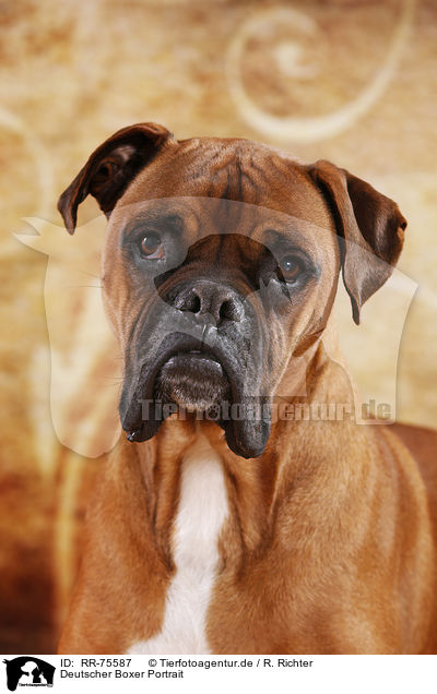 Deutscher Boxer Portrait / RR-75587