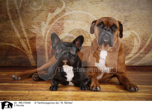 2 Hunde / 2 dogs / RR-75599