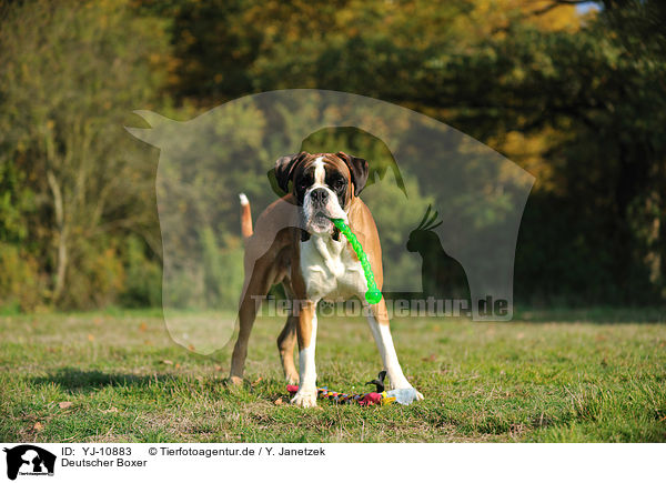 Deutscher Boxer / German Boxer / YJ-10883