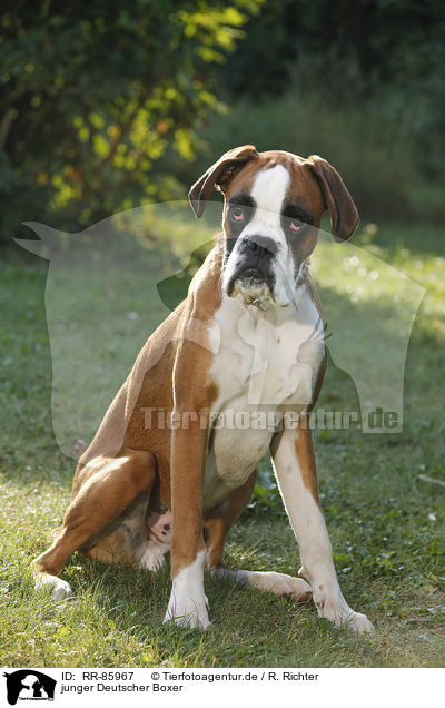 junger Deutscher Boxer / young German Boxer / RR-85967