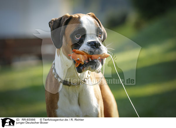 junger Deutscher Boxer / young German Boxer / RR-85986