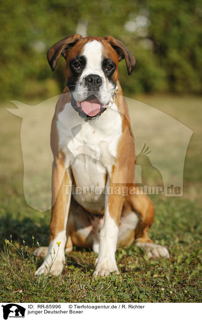 junger Deutscher Boxer / young German Boxer / RR-85996