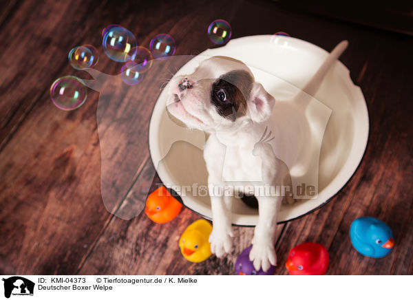 Deutscher Boxer Welpe / German Boxer Puppy / KMI-04373