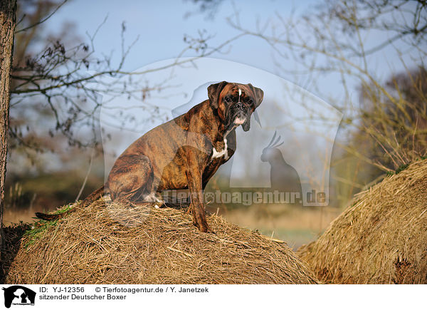 sitzender Deutscher Boxer / sitting German Boxer / YJ-12356