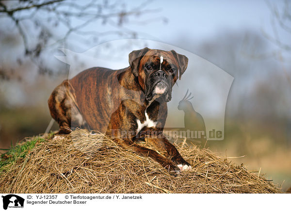 liegender Deutscher Boxer / lying German Boxer / YJ-12357