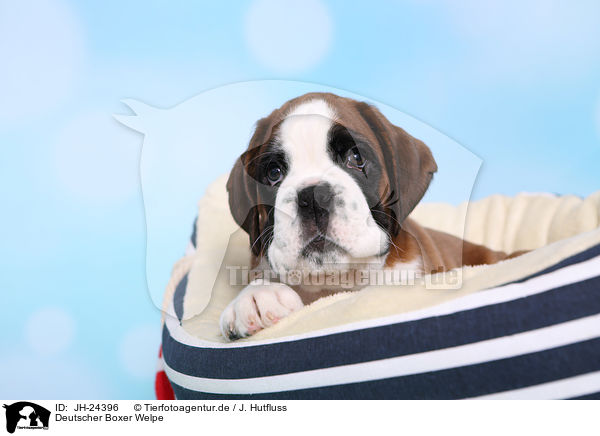 Deutscher Boxer Welpe / German Boxer Puppy / JH-24396